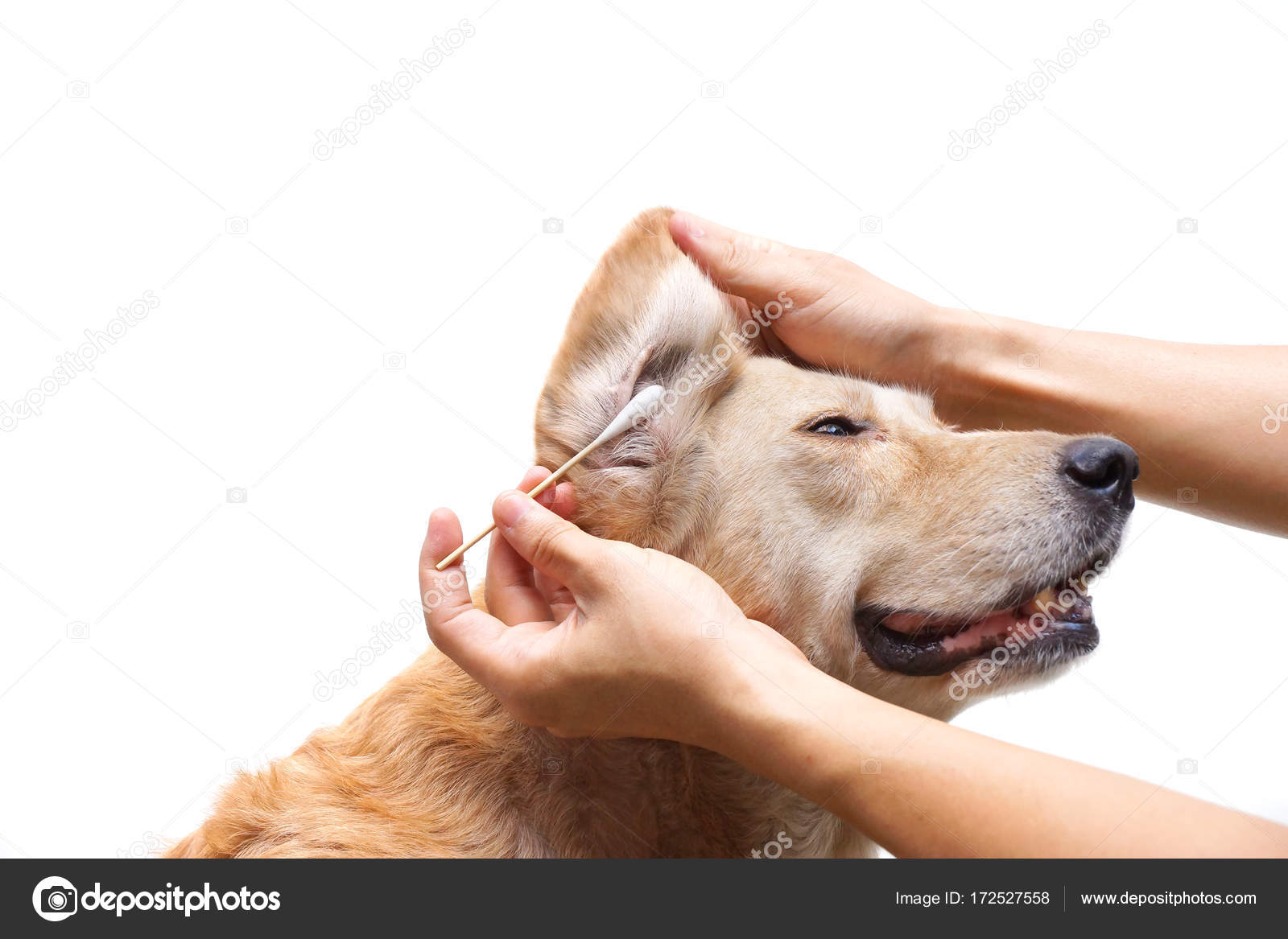 Using cotton swabs to clean dog's dirty ear Stock Photo by ©weerapat