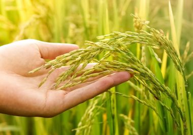 yavaşça genç pirinç tutan el