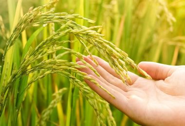 yavaşça genç pirinç tutan el