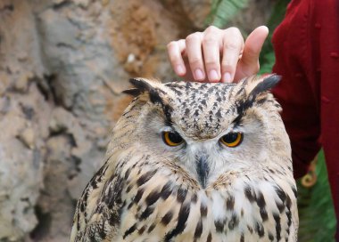 Hand touching a Siberian owl clipart
