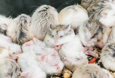 Hamster kafes içinde uyku