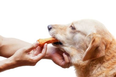 Bir köpek kemik ile besleme
