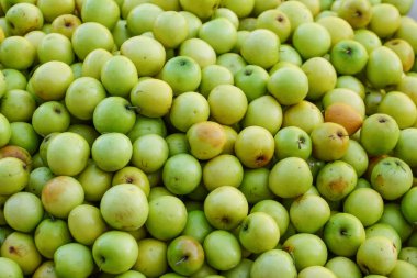 Hint hünnap yığını