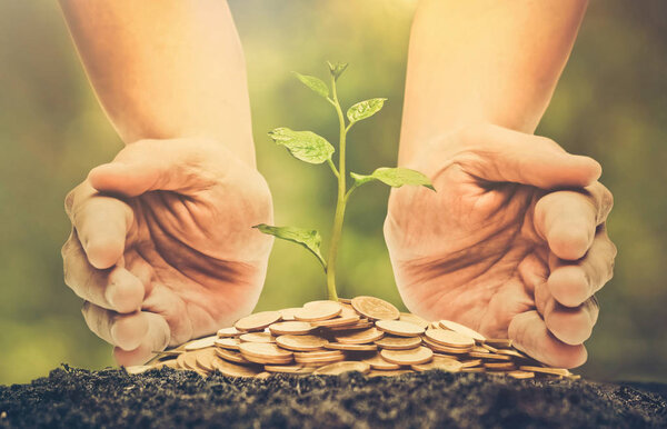 Дерево, растущее из кучи монет
