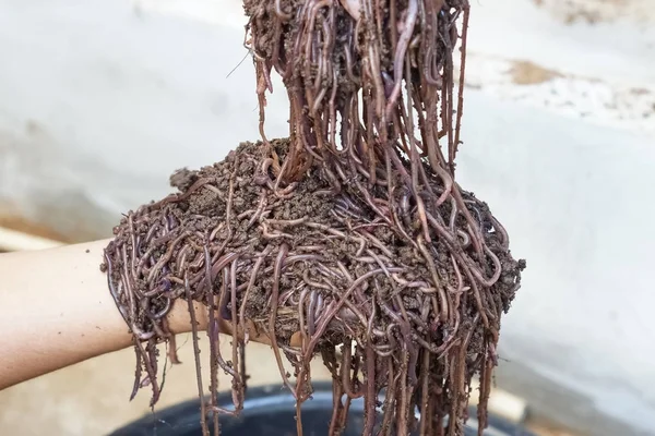 Αγρόκτημα σκουλήκι - αφρικανική αντιολισθητικών αλυσίδων νύχτας — Φωτογραφία Αρχείου