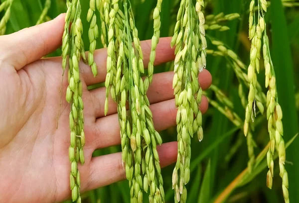 Mão segurando suavemente arroz jovem — Fotografia de Stock
