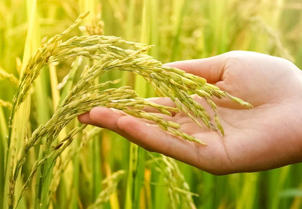 Mão segurando suavemente arroz jovem — Fotografia de Stock