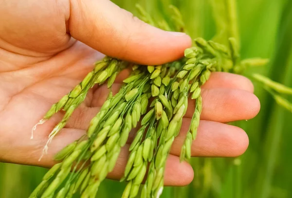 Mão segurando suavemente arroz jovem — Fotografia de Stock