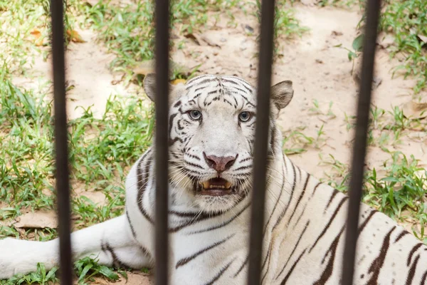 White Bengal tiger in the cage — Stock Photo, Image