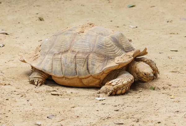 Sulcata Schildkröte Liegt Sand — Stockfoto