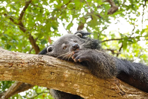 Bearcat alszik egy fa — Stock Fotó