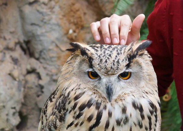Hand touching a Siberian owl