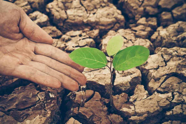 Hands watering a tree on cracked earth — Stock Photo, Image