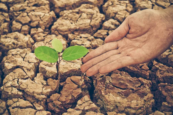 Manos regando un árbol en tierra agrietada — Foto de Stock