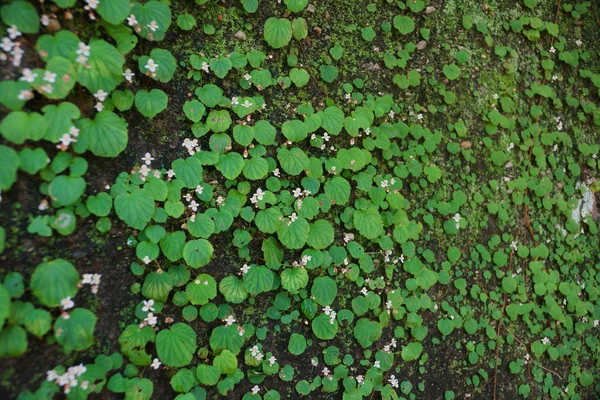 Begonia che cresce sulle rocce — Foto Stock
