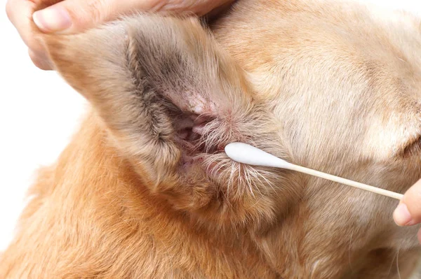 Using cotton swabs to clean dog's dirty ear — Stock Photo, Image