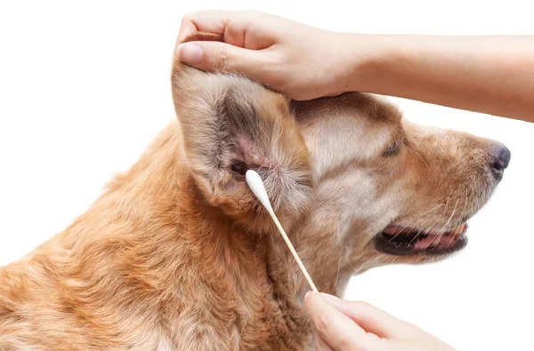 Using cotton swabs to clean dog's dirty ear — Stock Photo, Image