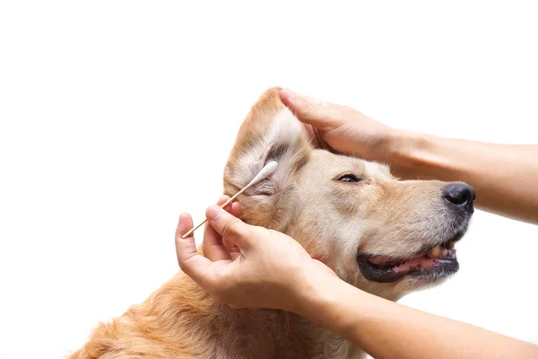 Köpeğin kirli kulak temizlemek için pamuk temizleme bezi kullanarak — Stok fotoğraf