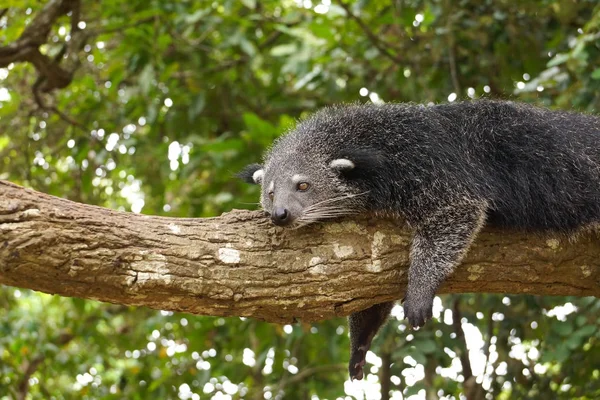Bearcat sova på ett träd — Stockfoto