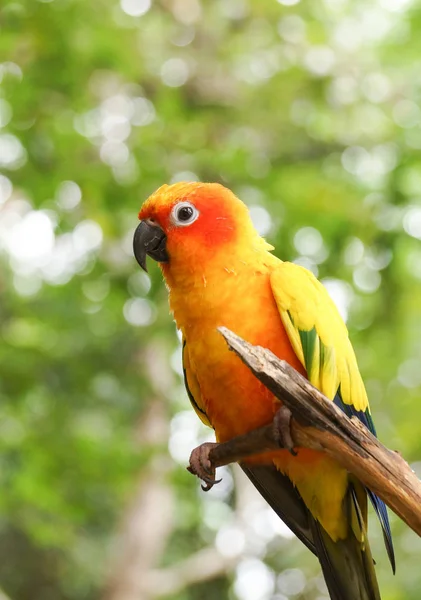 Renkli kuş ve ağaç üzerinde — Stok fotoğraf