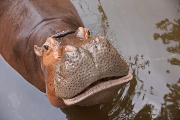 Hippopotame dans l'eau — Photo