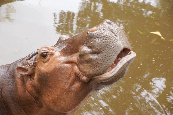 Hipopótamo en el agua — Foto de Stock