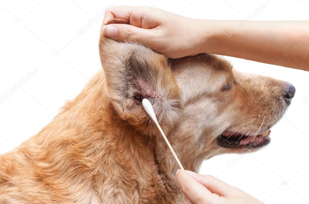 Using cotton swabs to clean dog's dirty ear 