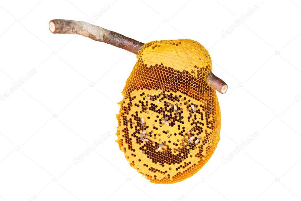 Bee hive on wood stick