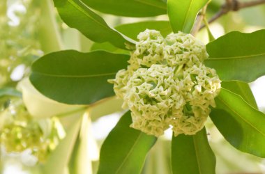 Şeytan ağacı çiçek (Alstonia scholaris)