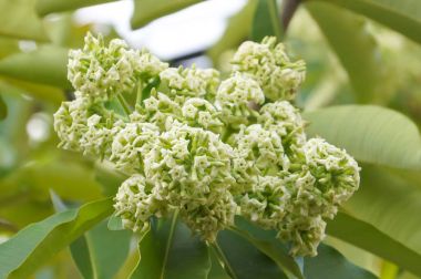 Şeytan ağacı çiçek (Alstonia scholaris)