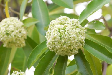 Şeytan ağacı çiçek (Alstonia scholaris)
