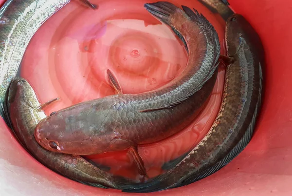 Peixe Cabeça Cobra Vivo Capturado Balde Plástico — Fotografia de Stock