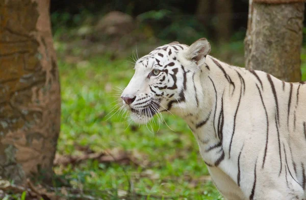 Tigre Bengala Branco Zoológico — Fotografia de Stock