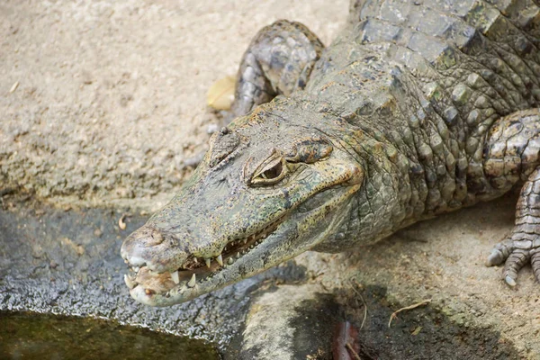 Caiman Крокодил Лежачи Відпочиваючи Скелі — стокове фото