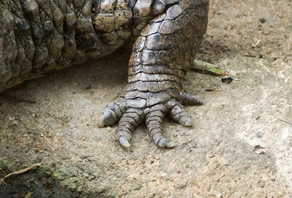 Nahaufnahme Des Beines Eines Aligators — Stockfoto