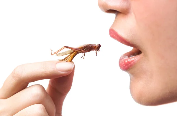 Closeup Aziatische Vrouwelijke Eten Van Gebakken Locust Eten Insecten Concept — Stockfoto