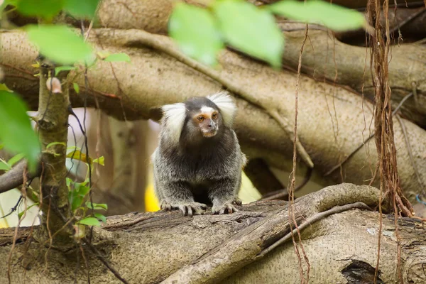 Ouistiti Images Libres De Droit Photos De Ouistiti Depositphotos