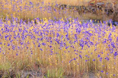 Tayland 'ın kuzeydoğu bölgesinde bulunan Utricularia delphinioides ve Lentibulariaceae / Grass çiçek tarlası                                