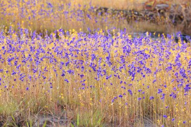 Utricularia delphinioides and Lentibulariaceae / Grass flower field found in Northeastern region of Thailand                                 clipart