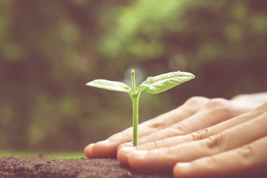 Büyüyen ve yeşil bokeh ağacıyla beslenmesi ve eller arka plan / aşk ve doğa kavramı korumak