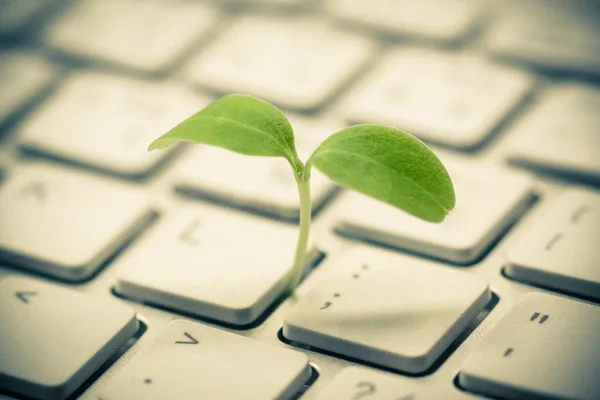 Árbol Creciendo Teclado Computadora Informática Verde Computación —  Fotos de Stock