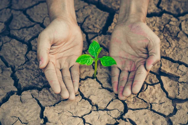 Weibliche Hände Mit Grüner Pflanze — Stockfoto