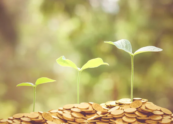 Árboles Que Crecen Monedas Con Fondo Verde Natural Sostenibilidad Los —  Fotos de Stock