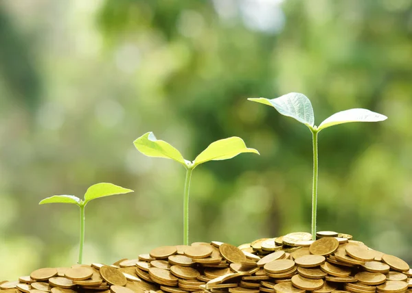 树木生长在硬币与自然绿色背景 企业社会责任实践的可持续性 — 图库照片