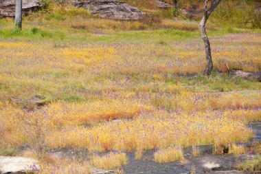 Utricularia delphinioides and Lentibulariaceae / Grass flower field found at Soisawan waterfall, Northeastern region of Thailand clipart