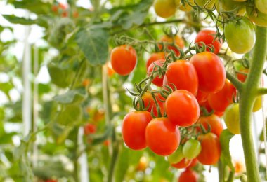 Bir demet kırmızı kiraz domates bir sera içinde