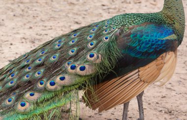 Eacock güzel tüyleri gösterilen closeup