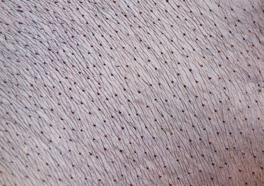 Tatlı su aygırı deri