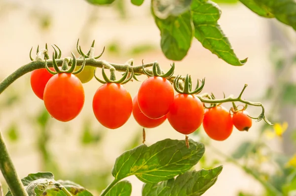 Bunch Red Cherry Tomato Greenhouse — Stock Photo, Image