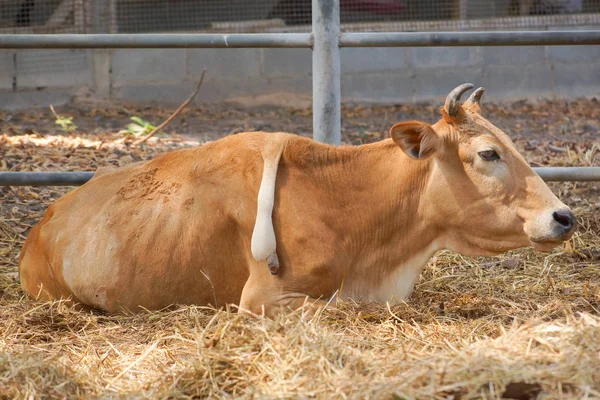 Una Vaca Con Una Pierna Extra Espalda Animal Nacido Con —  Fotos de Stock